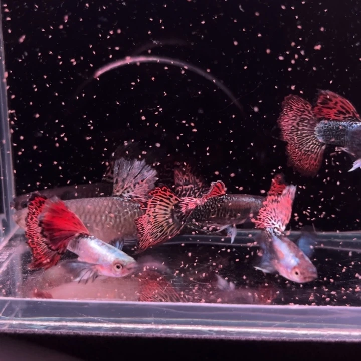 孔雀鱼福利红龙6条