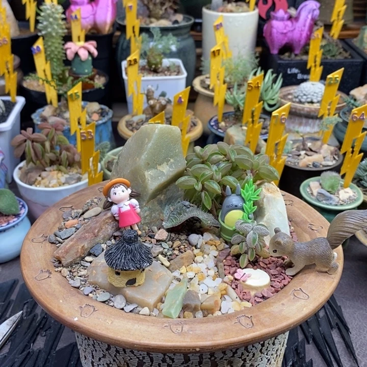 宇***.椒草造景一物一拍