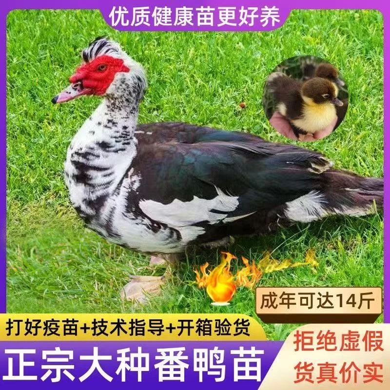 宠物鸭黑番鸭西洋鸭火鸭旱鸭豚鸭鸳鸯鸭非洲雁活体顺丰包邮到家