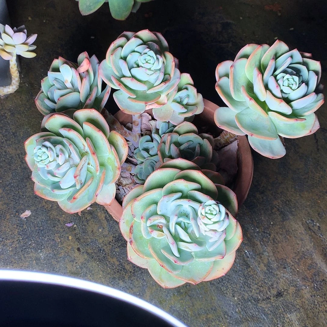 白月光一物一拍5-27