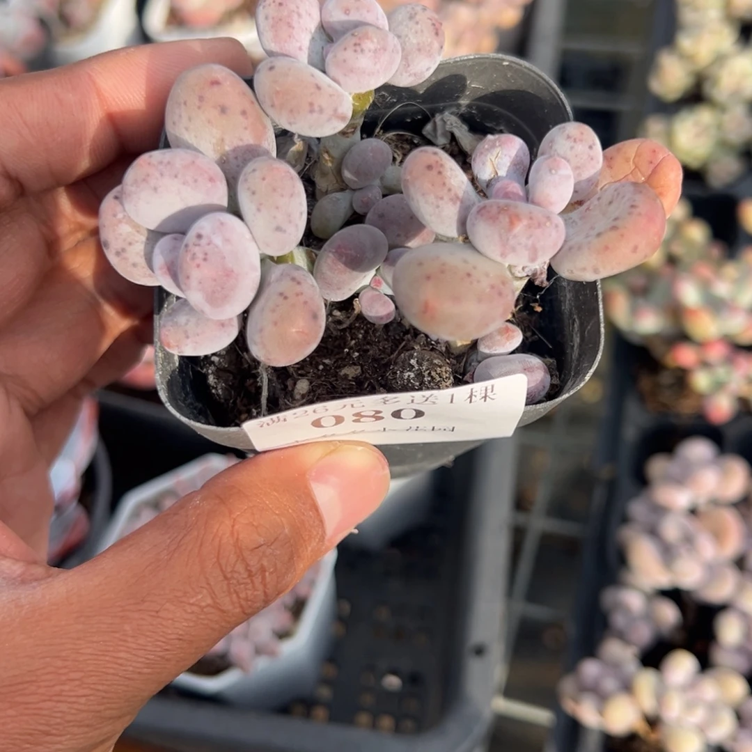 灯***～080号瑕疵彩虹奶酪群 介意勿拍