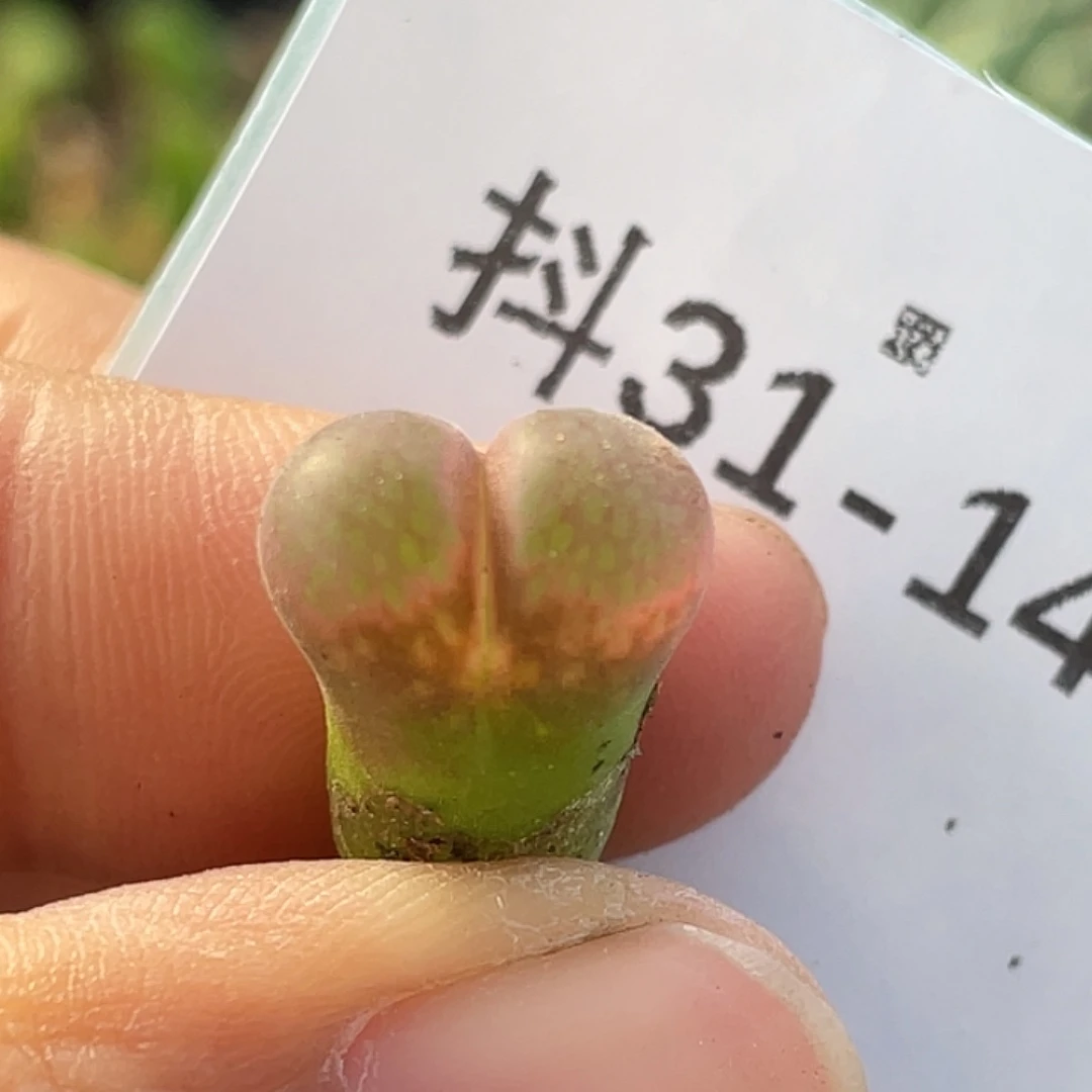 31-142风铃多肉植物