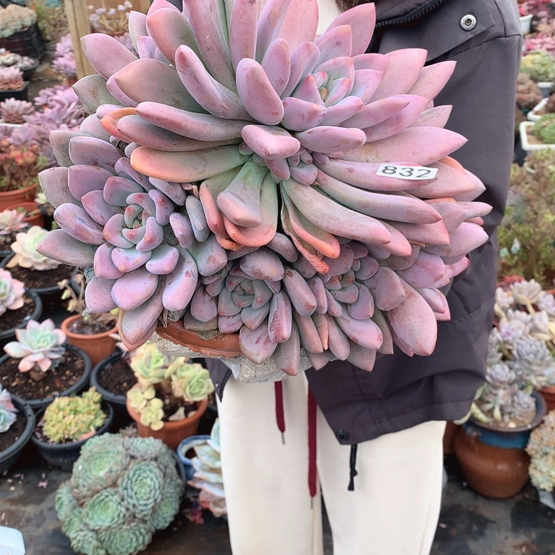 832奥普 一物一拍多肉