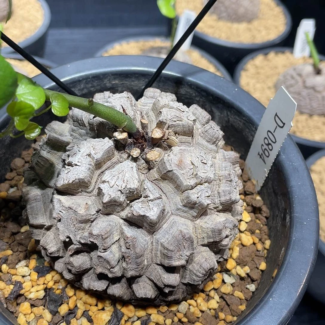 894号龟甲龙8.6公分