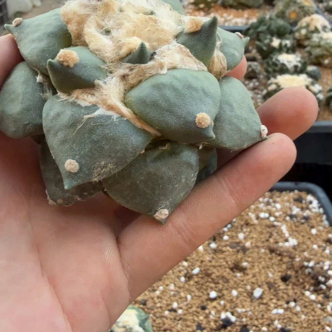 乐***英仙人球开花一个福利品