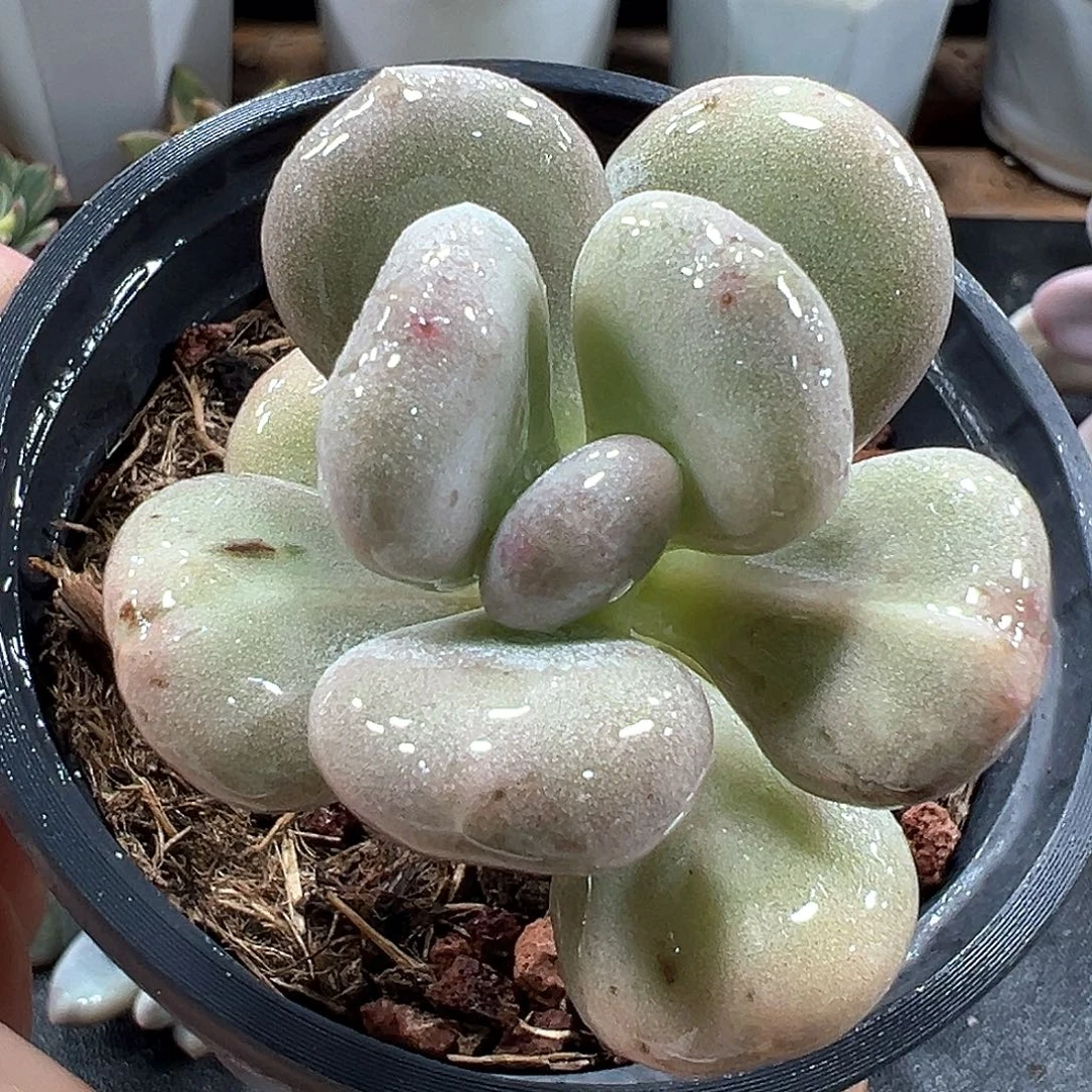 油煎奶酪锦 小方花圃一物一拍