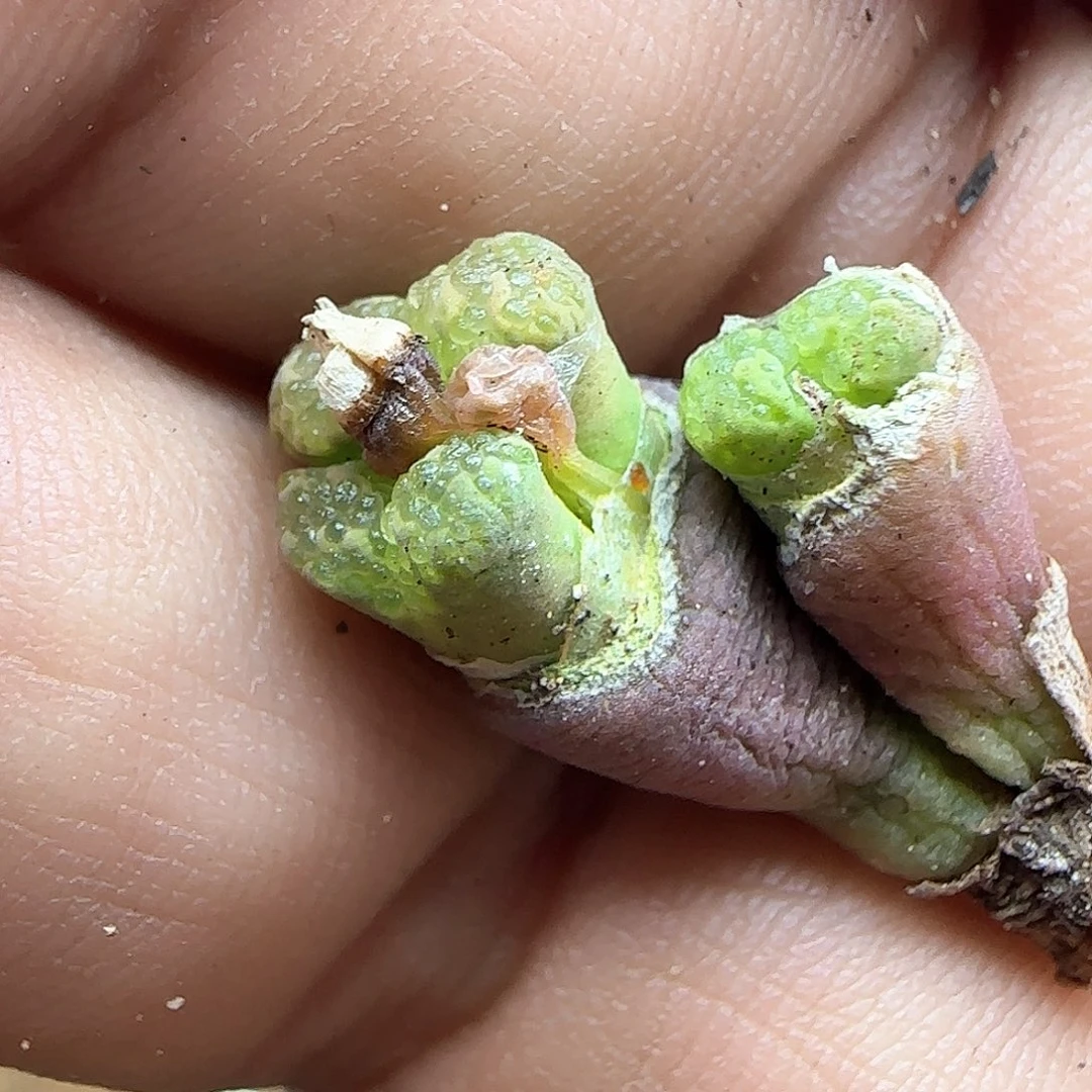 西****猴脱土年后发货24571