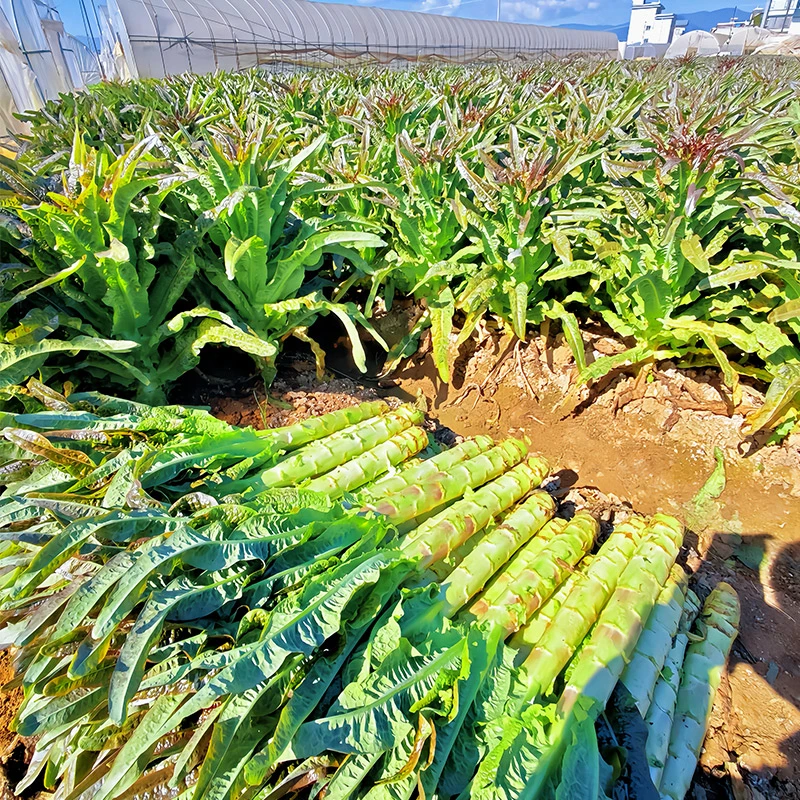 云南高原露天紫叶香莴笋莴苣紫叶绿肉现挖现发火锅食材
