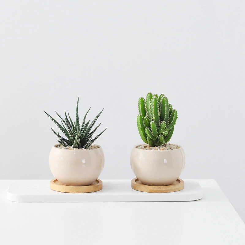 仙人掌多肉盆栽办公室工位植物客厅书房室内耐旱好养花卉桌面绿植