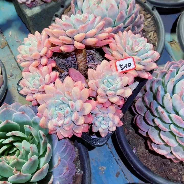 时**吟精品多肉植物老桩