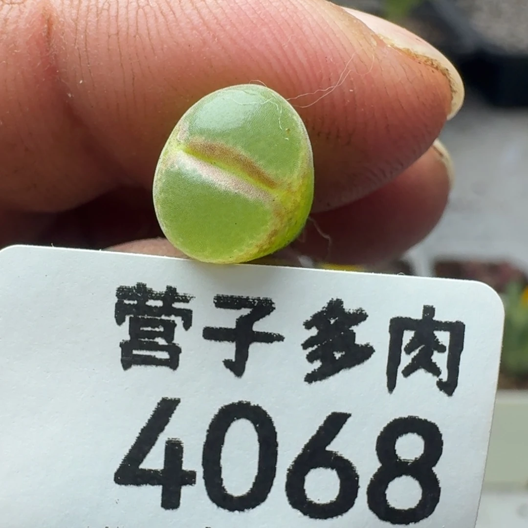 粉女。