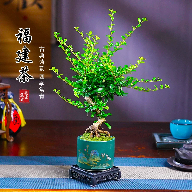 福建茶s弯提根四季常青造型盆栽净化空气室内桌面办公茶几好养