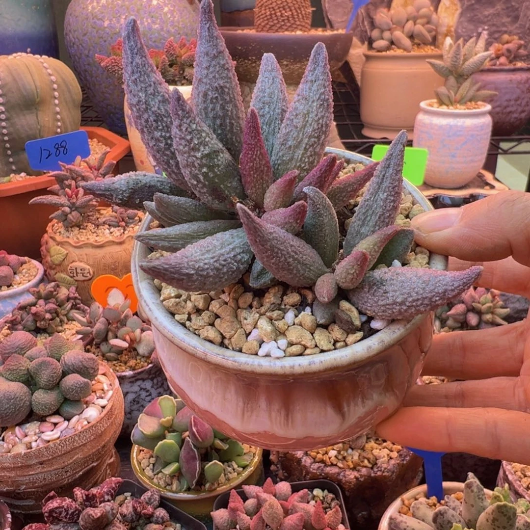 我们的目标是成为更优秀