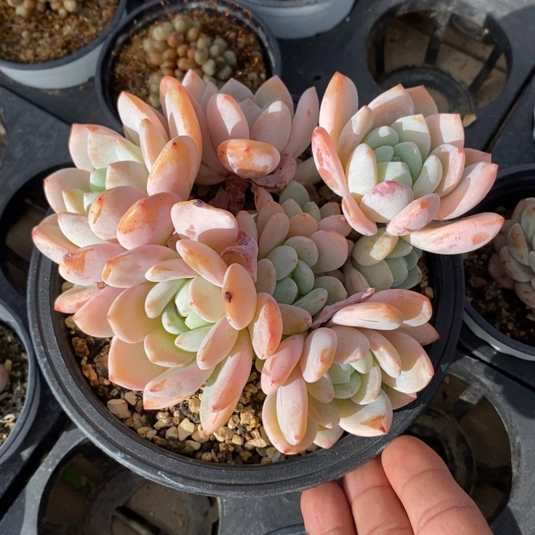 自助下单一物一拍多肉，下滑更多品种选择