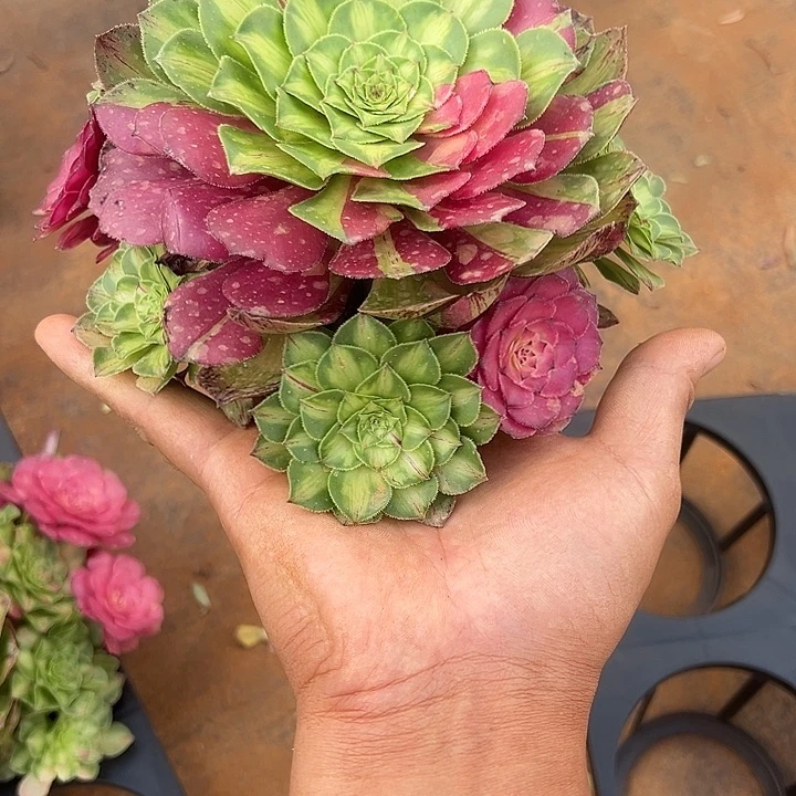 全部花朵乳****饰精品多肉植物知否