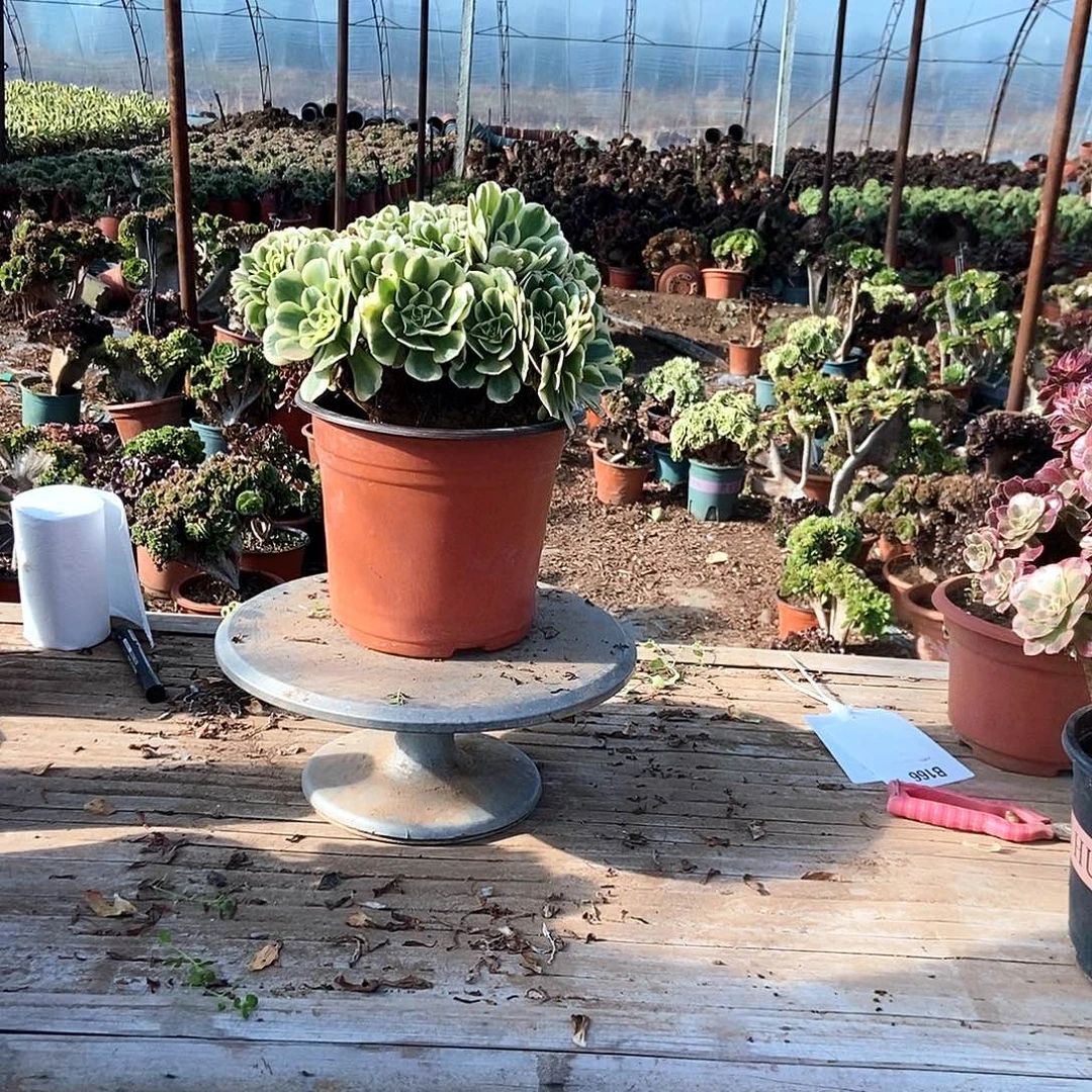 完全开放迈巴赫缀化