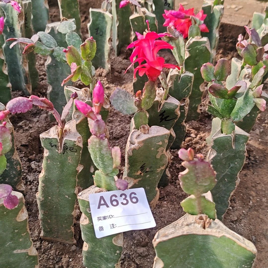 红桑巴脱土脱盆易掉芽苞636