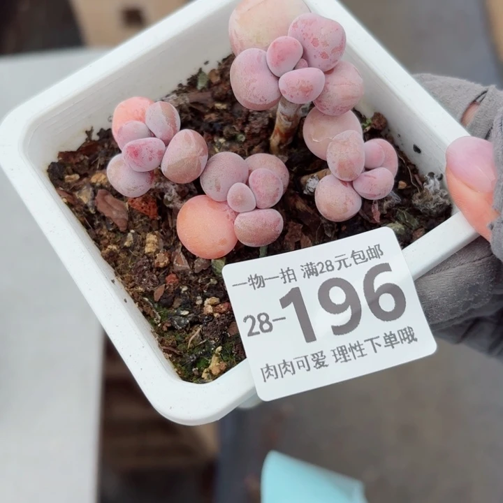 桃蛋无盆土无发货无盆