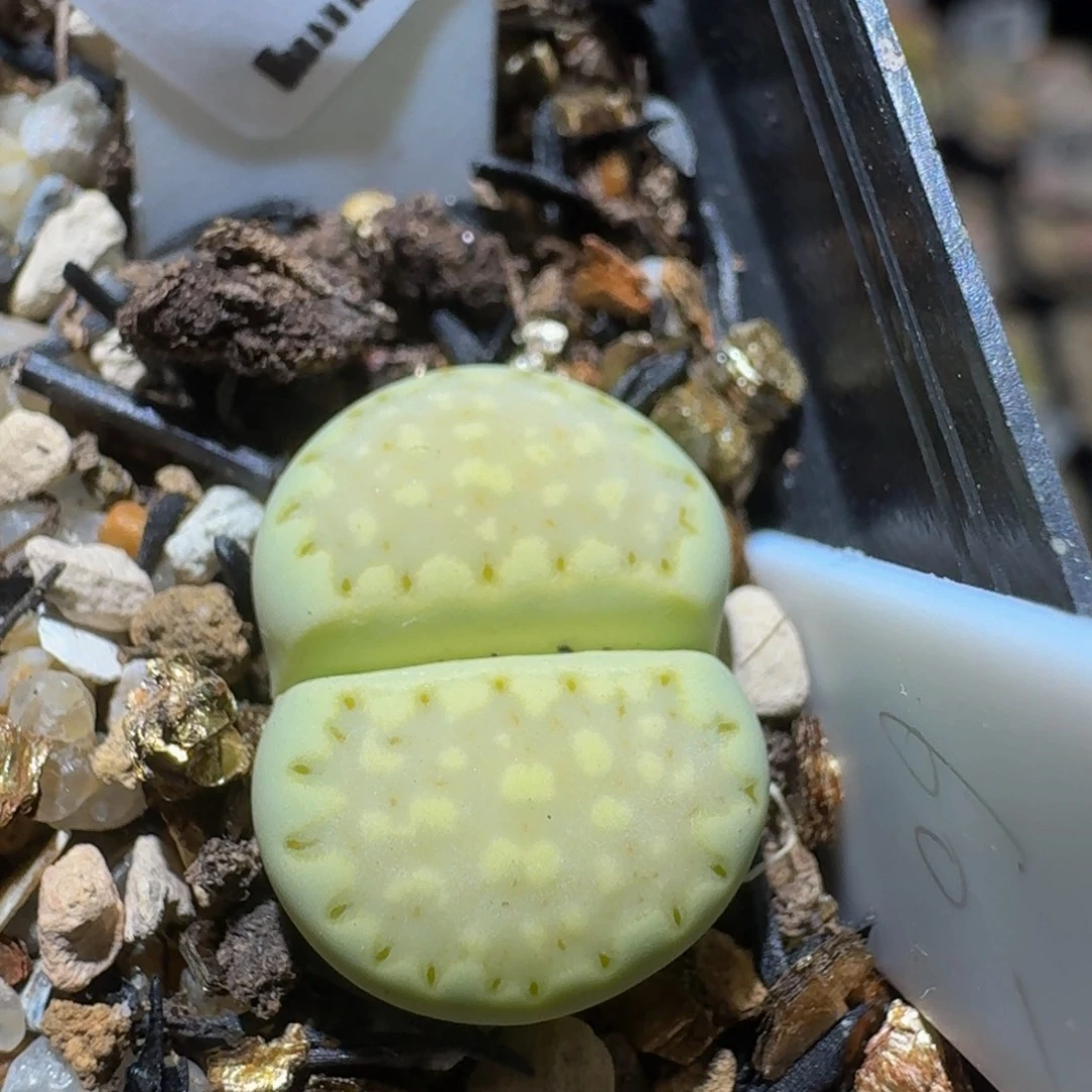 Sssss精品生石花510薄荷