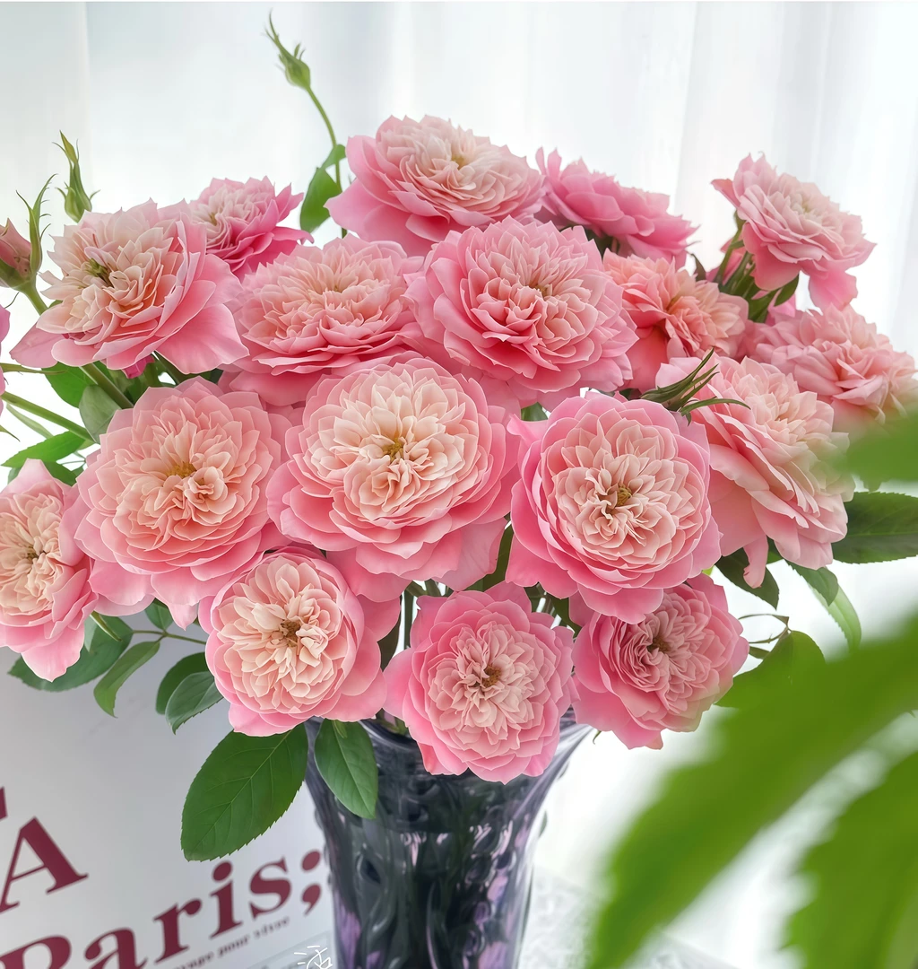 【多头美琴AK】奥斯汀花型多头玫瑰 |全场任意两单鲜花包邮