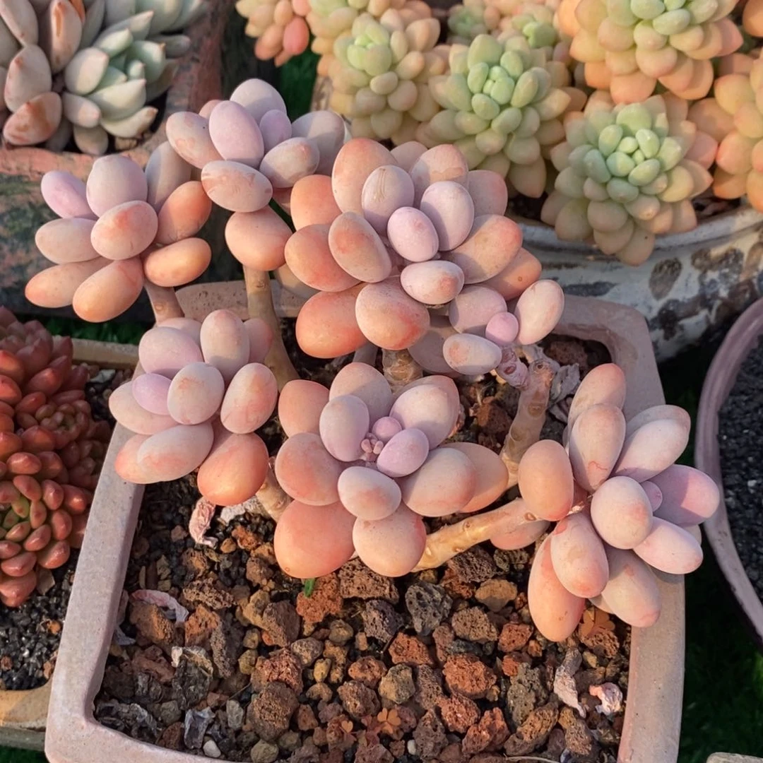 柚*.柚子桃蛋多肉植物