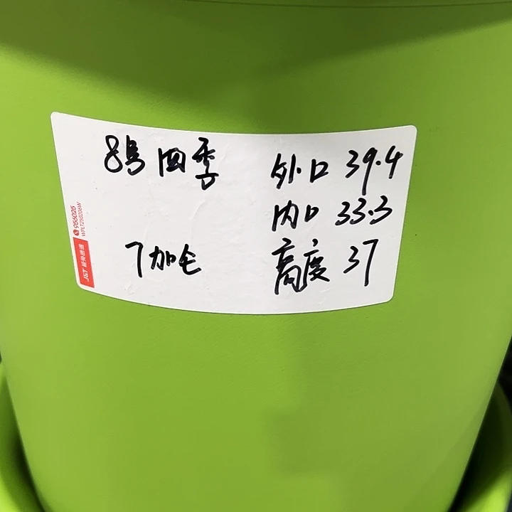 特价8号四季口39高37果绿无托5个