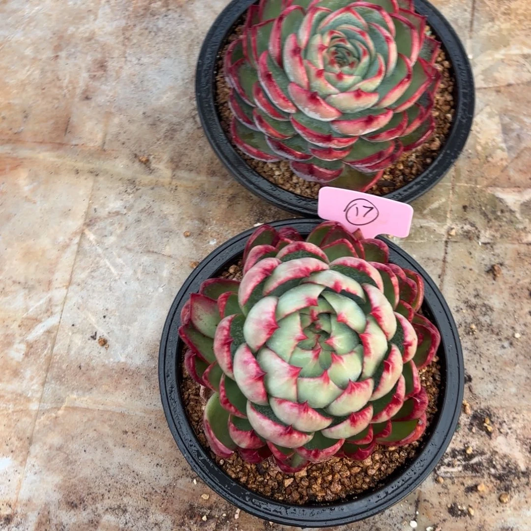 惊鸿仙子好看好看17号