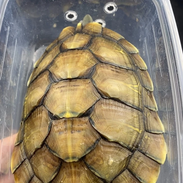 巴西彩龟母6666666