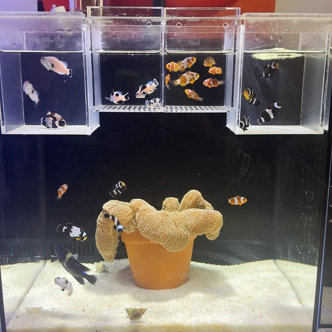 海水鱼熊猫3.5厘米包邮