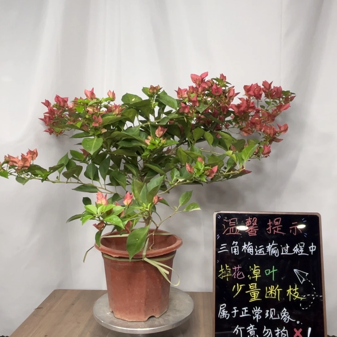 登***登带花苞佩德罗三角梅