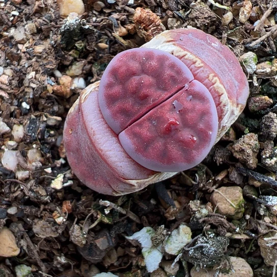 2.14好看的多肉506