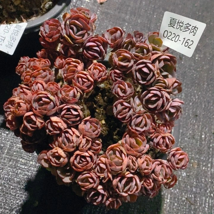 夏悦多肉 0220-162秀妍