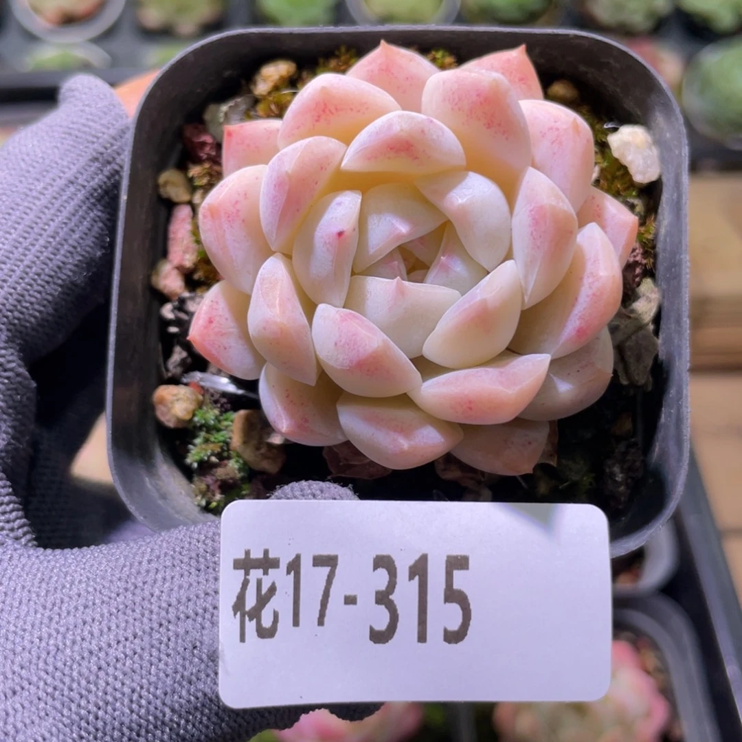 花利美17-315明月心