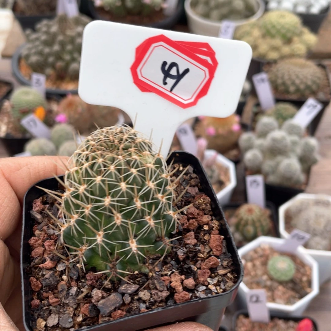 阳****后41往事的记忆是一片