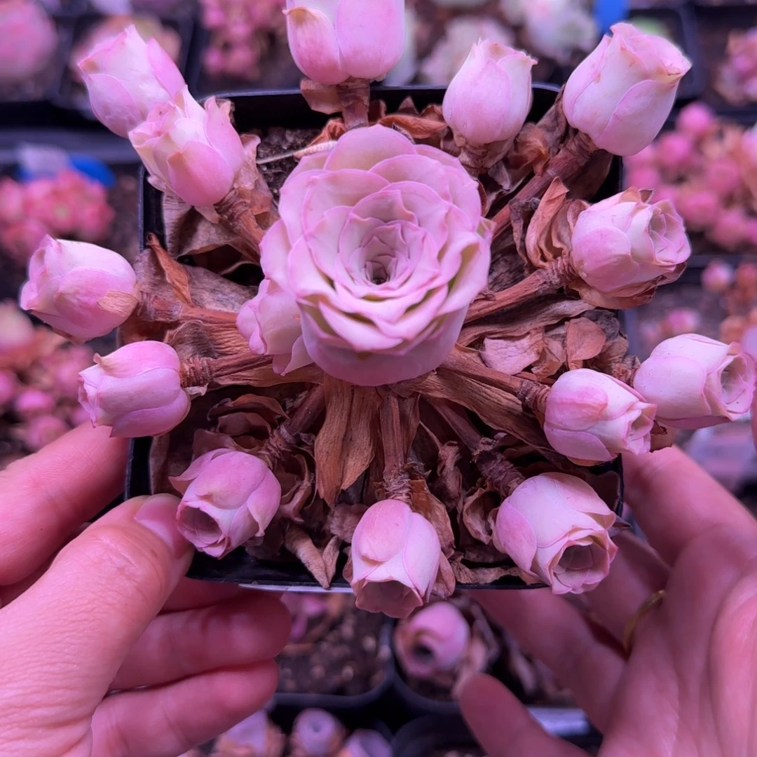 半城玫瑰开播福利655