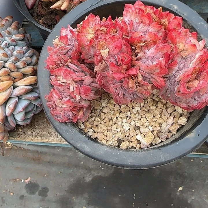 青蛙王子儿童牙膏11