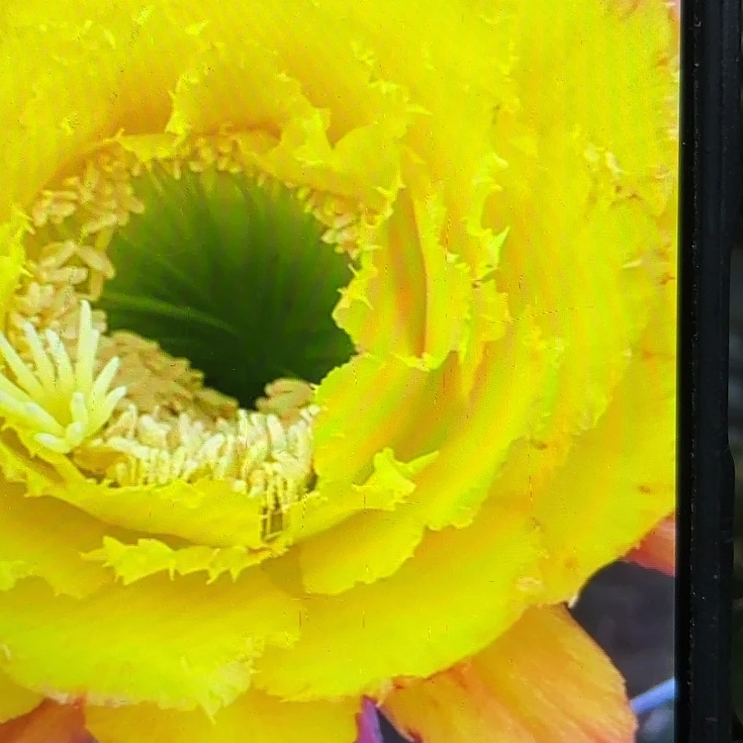 5-5毛颗侧牙20包邮18