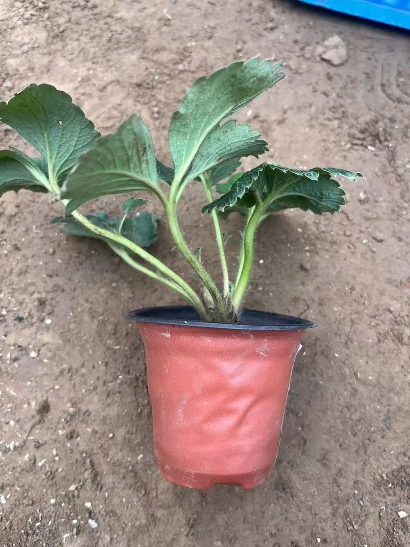 四季脱毒草莓盆栽原盆原土根系发达阳台庭院种植当年结果双色杯苗