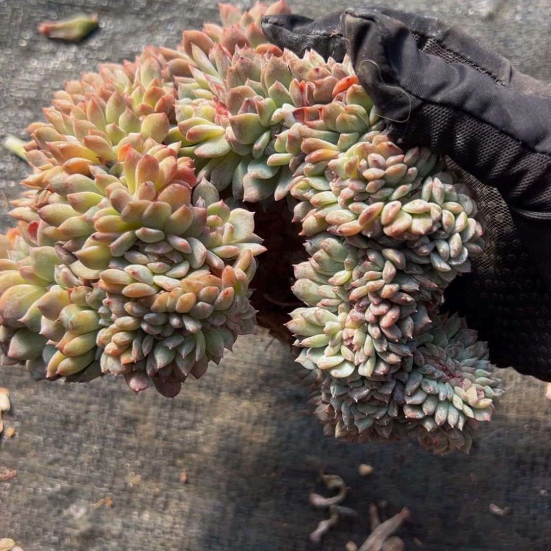 有瑕 新年快乐 新年快乐