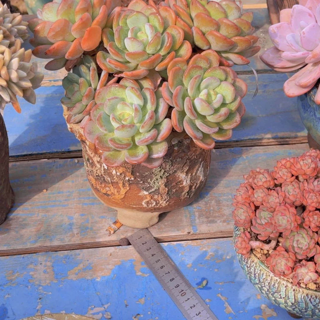 决多肉植物保护研究所