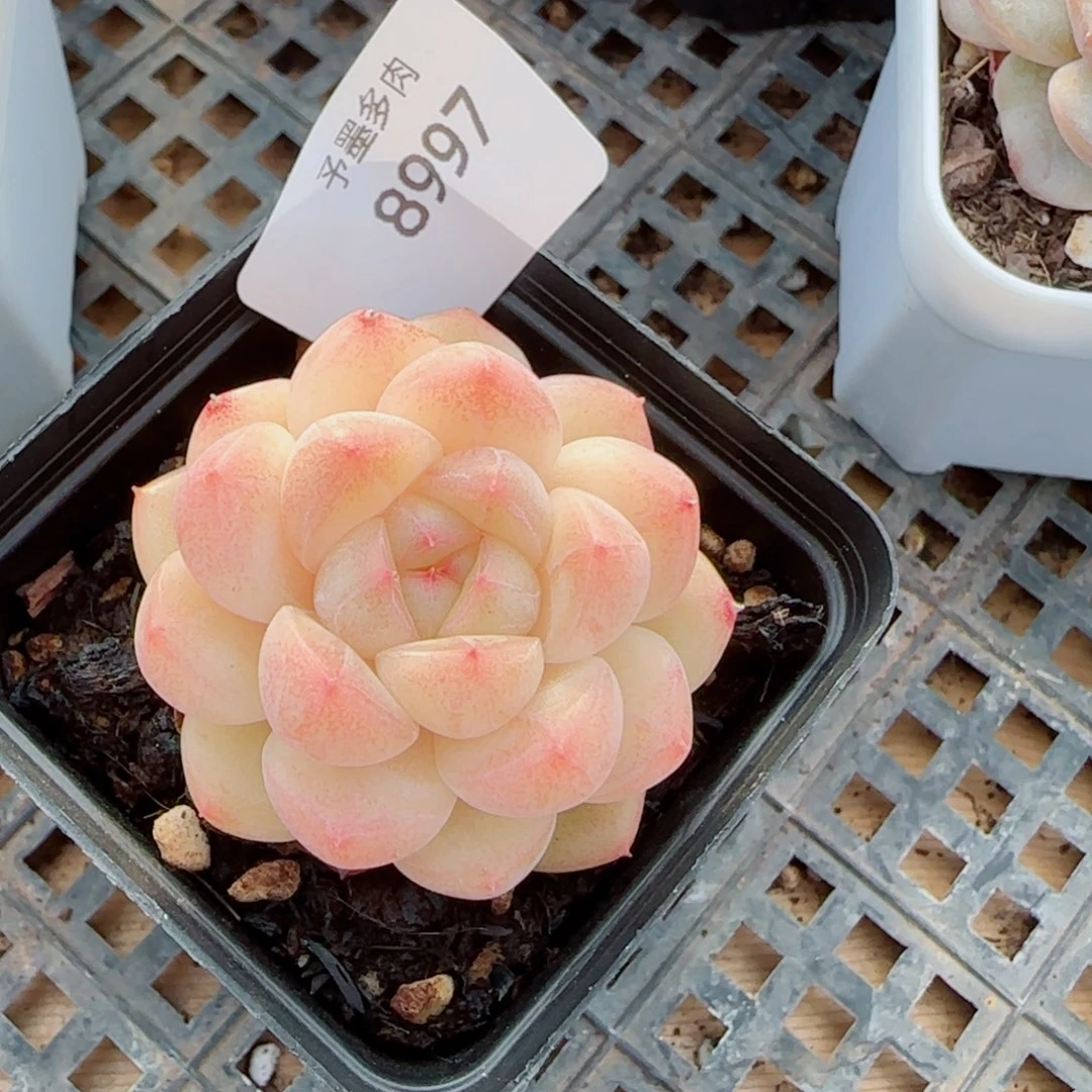 倾城珍妮，8997多肉植物