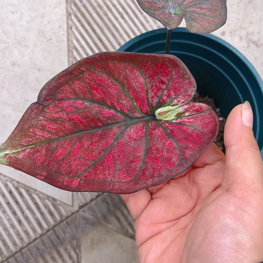 完全开放泰彩一物一拍8013