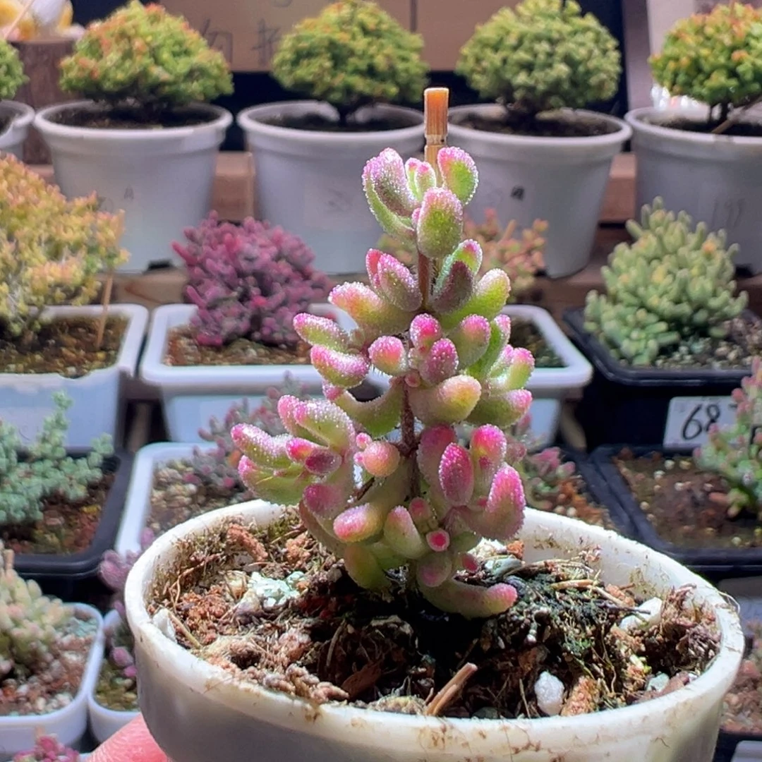 216红宝石锦一物一拍包开箱