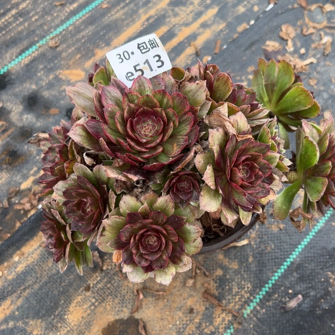 哩**哩513红霞福利多肉法师