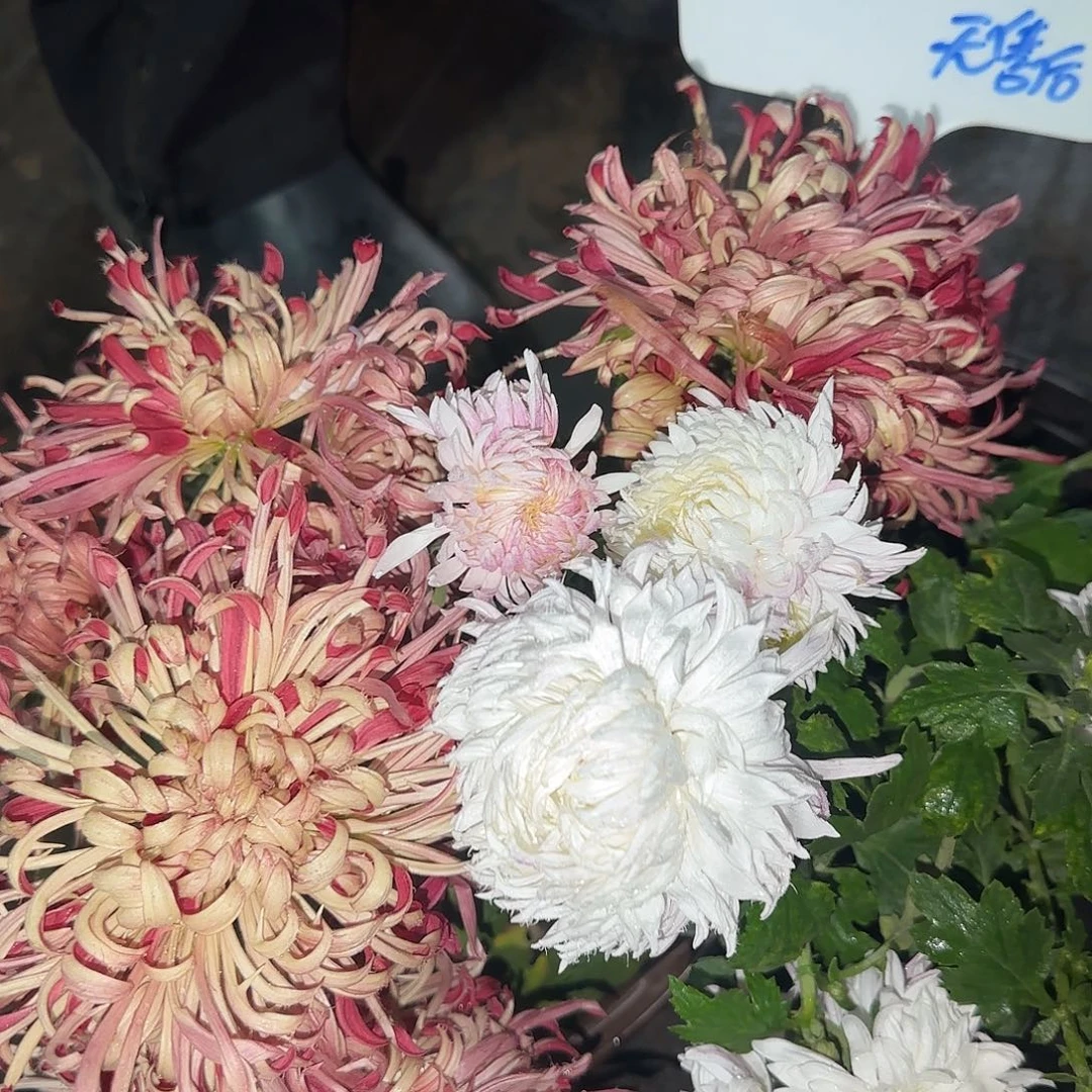 全部花朵F66666666