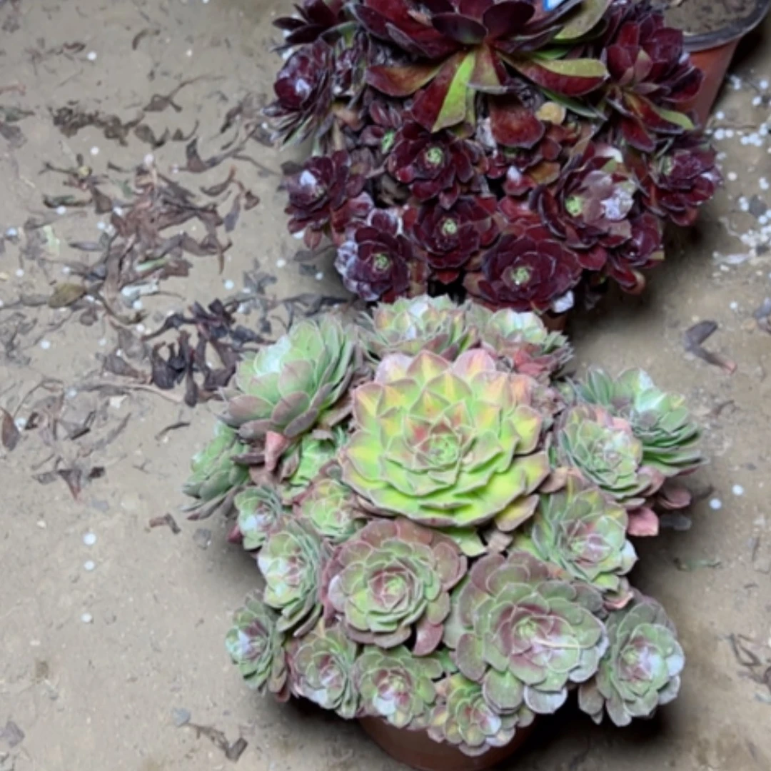 【闪购商品】*️**黑美人54