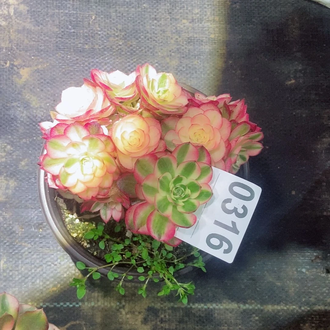 红陶@*儿0316倾城砍过头3冠服10