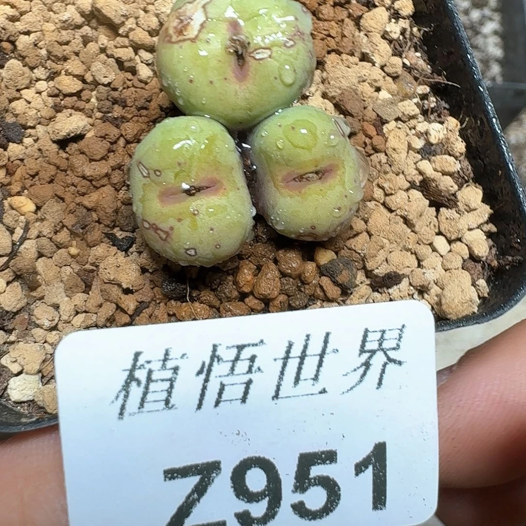 951号多肉植物哇c c
