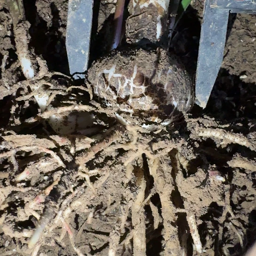 梦幻洛丽塔6厘米带4侧裸根剪叶一棵