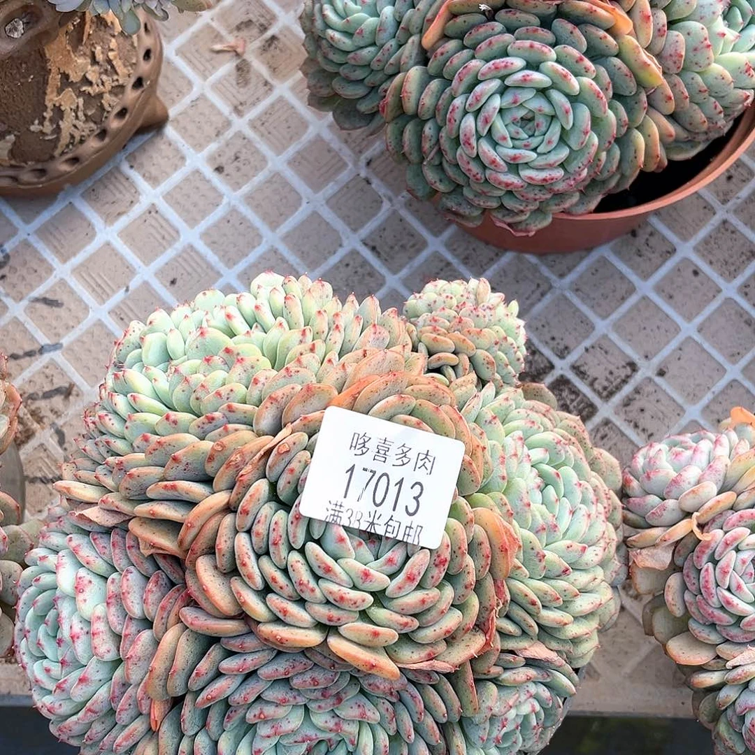 小杰白胖子17013